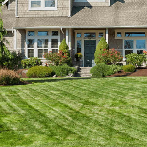 front yard with mowed diagonal lines leading up to front door with bushes, shrubs and decorative trees with red flowers